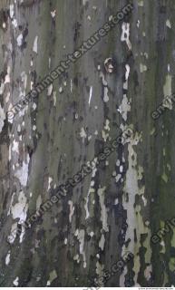 Tree Bark 0014